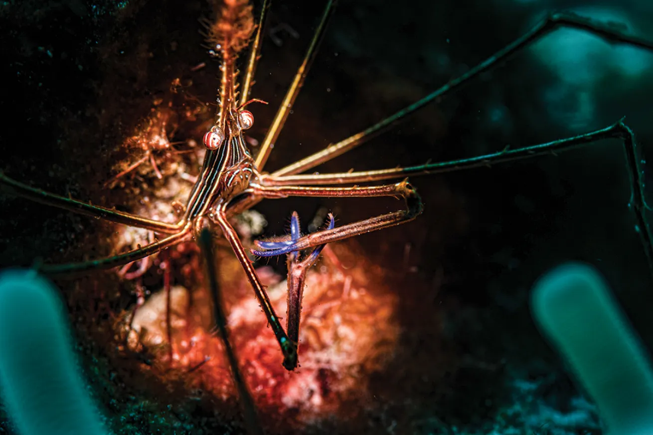 A small crab covered in yellow and light blue stripes
