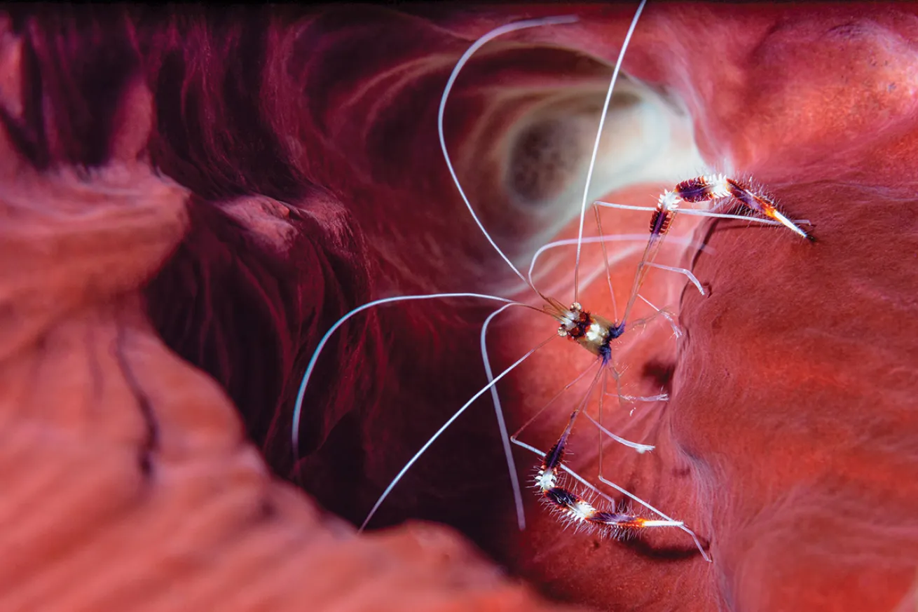 Banded coral shrimp