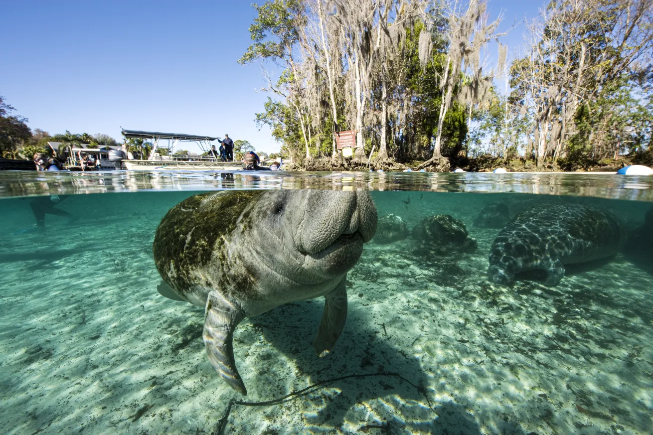 Crystal River Manatee | Franco Banfi