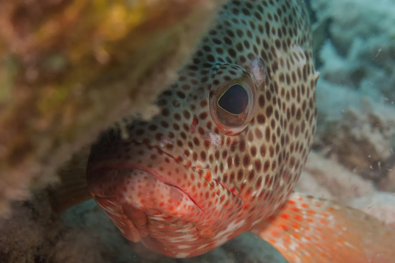 Grouper