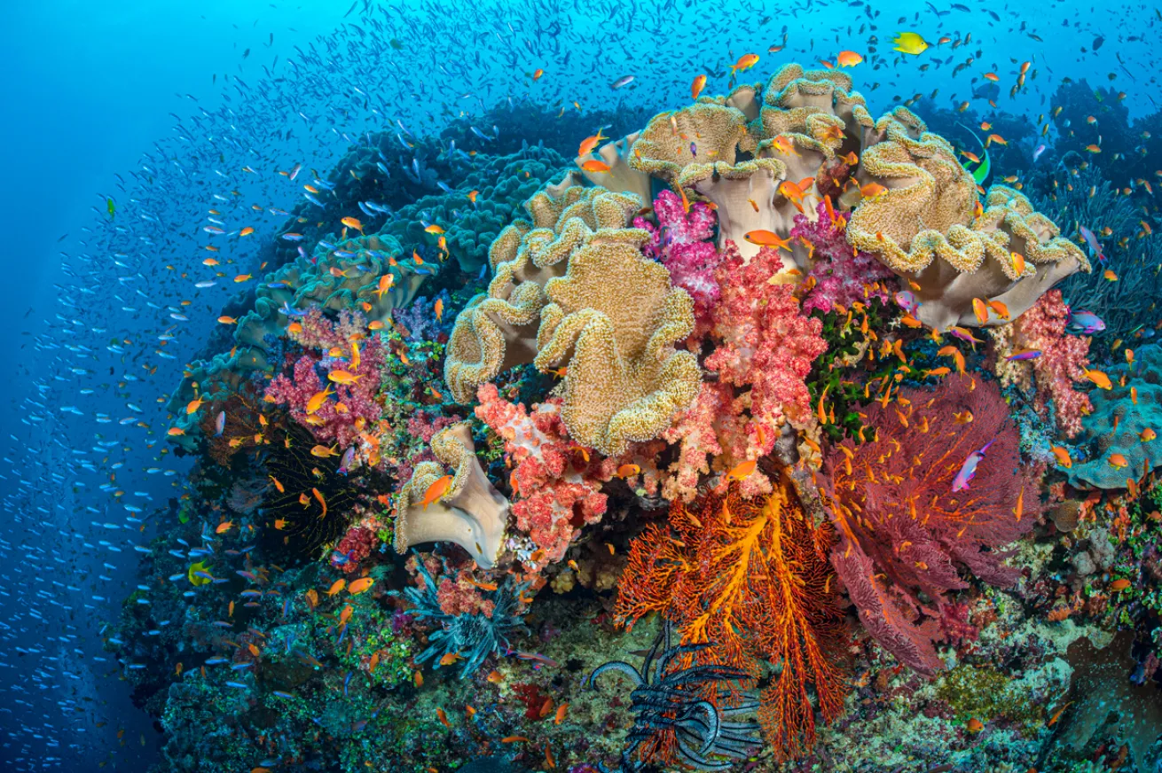 fj15alexmustard.scubadivingmagazine.november2021