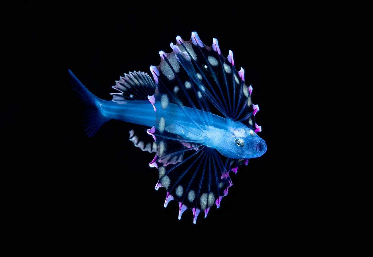 xh78394 Brandon Cole - Scuba Diving Magazine - December 2021