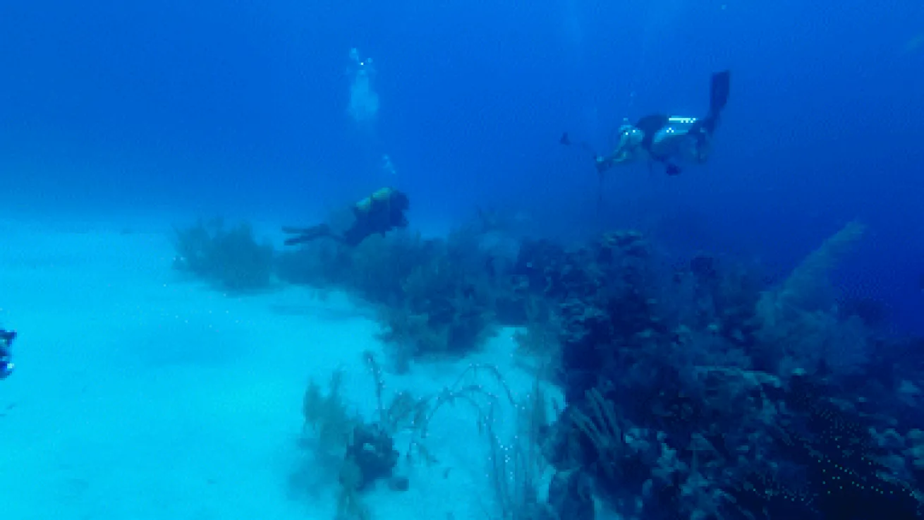 Caribbean reef sharks and divers
