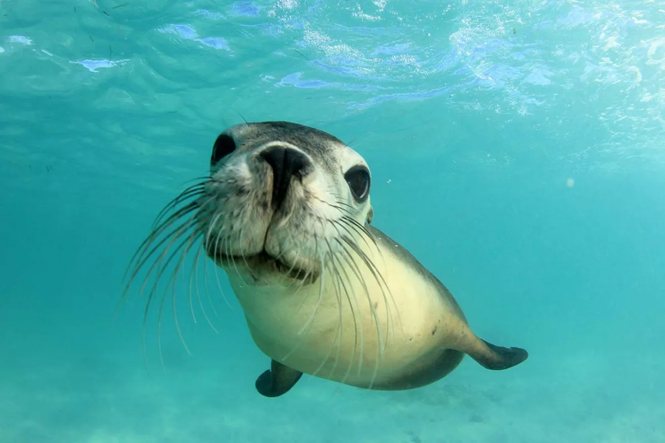 Sea lion whiskers