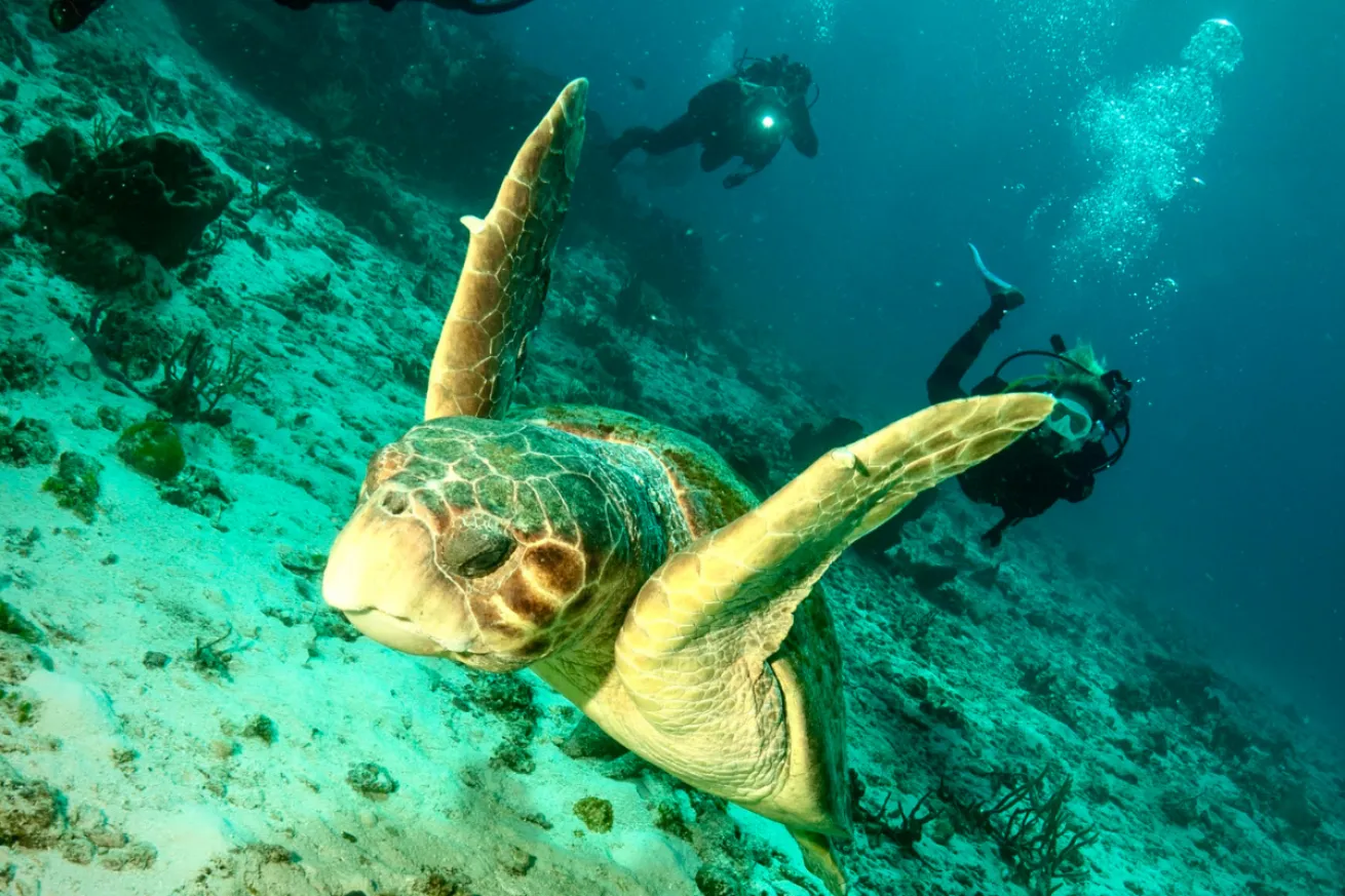 A sea turtle swimming in the ocean.