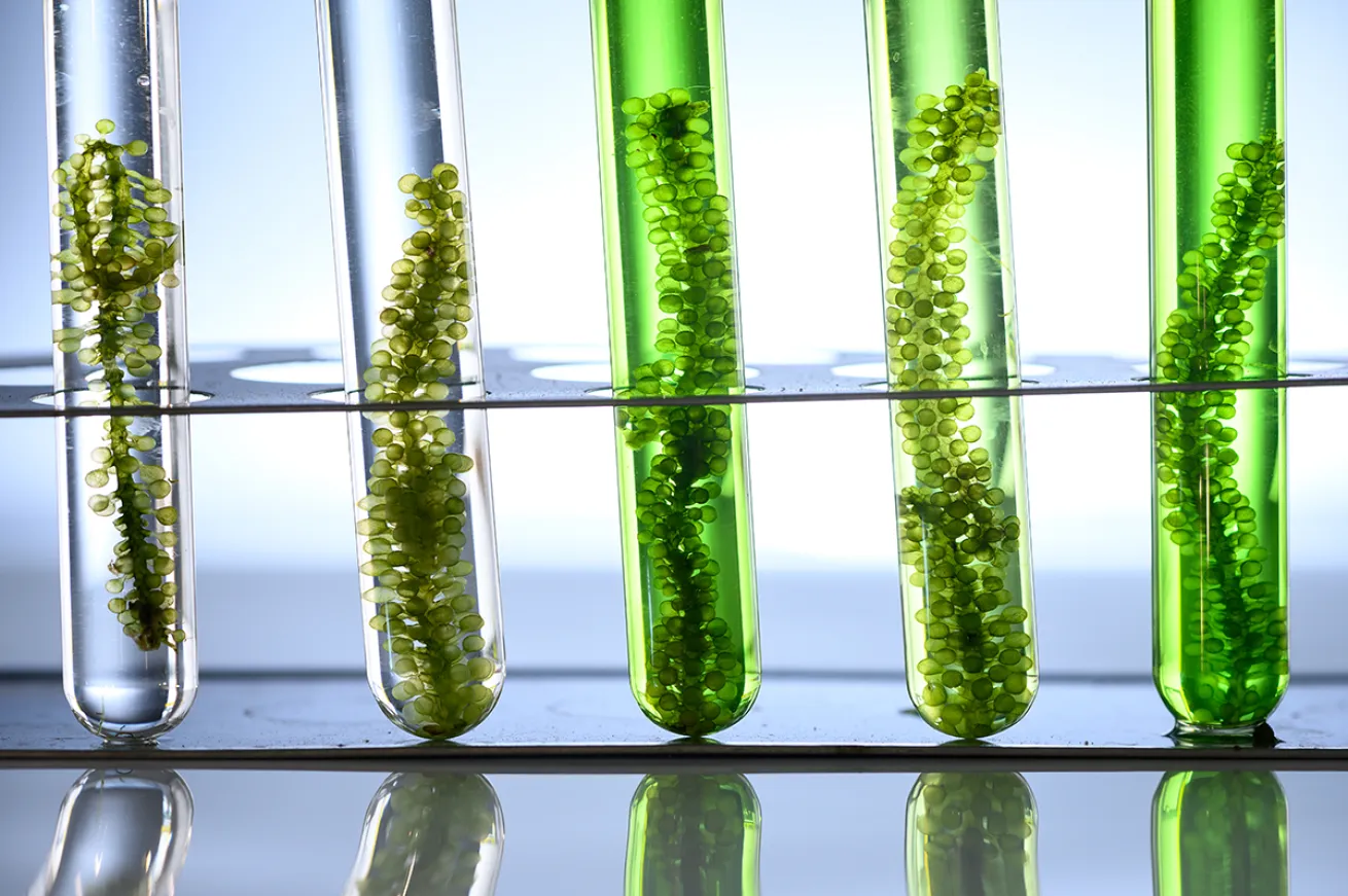 Seaweed vials