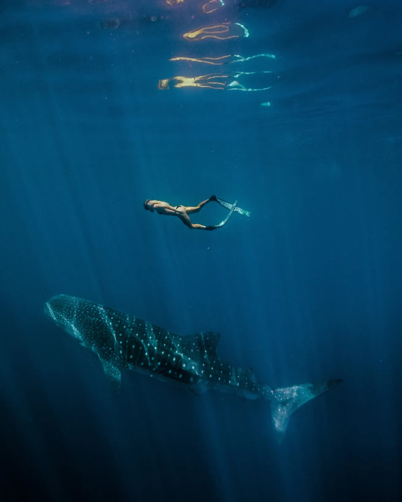 Whale Shark at Ningaloo Reef
