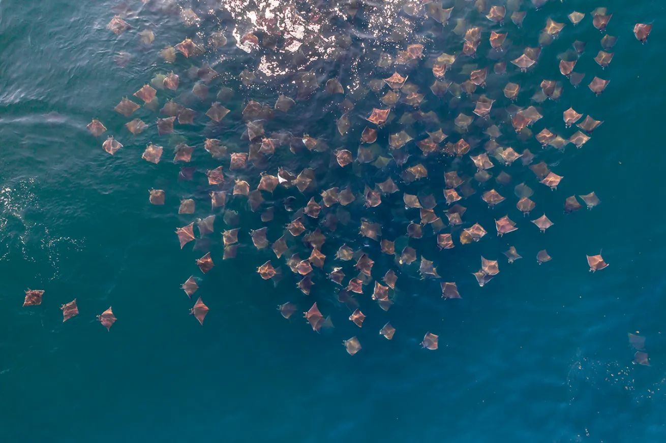 Mobula aggregations