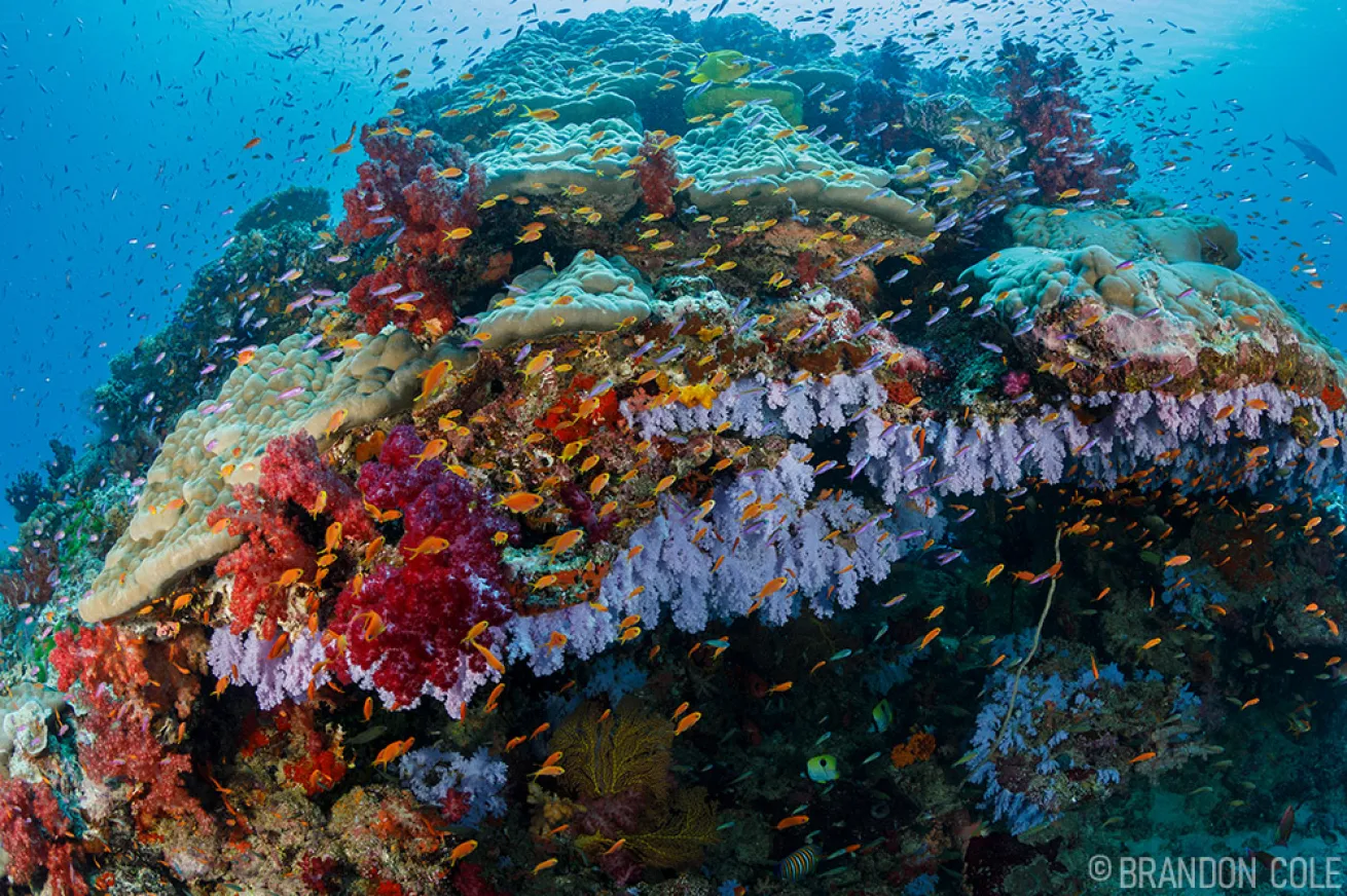 Bula to the Rainbow: Scuba Diving Fiji's Taveuni Island | Scuba Diving