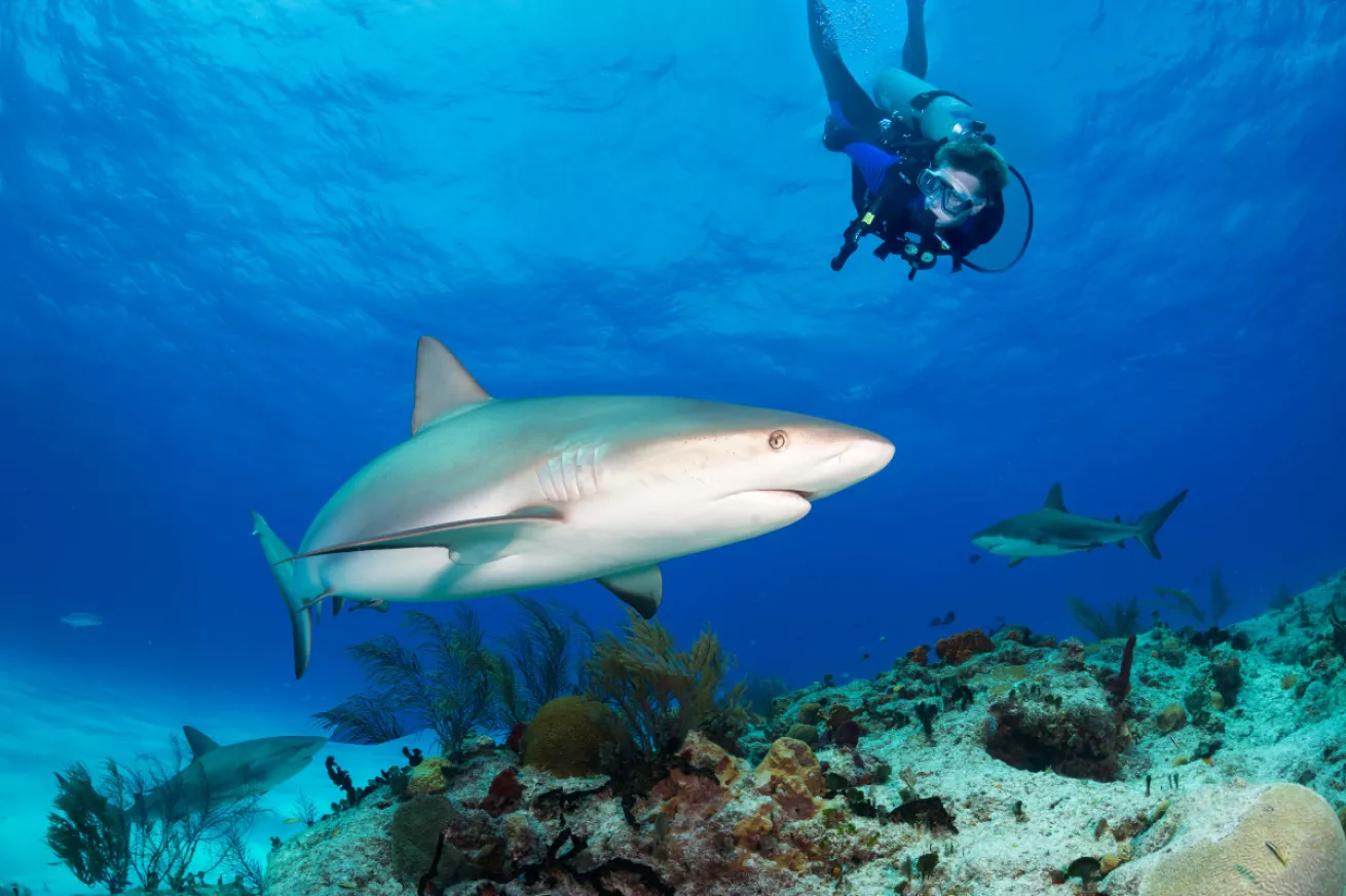 A male swimming with sharks