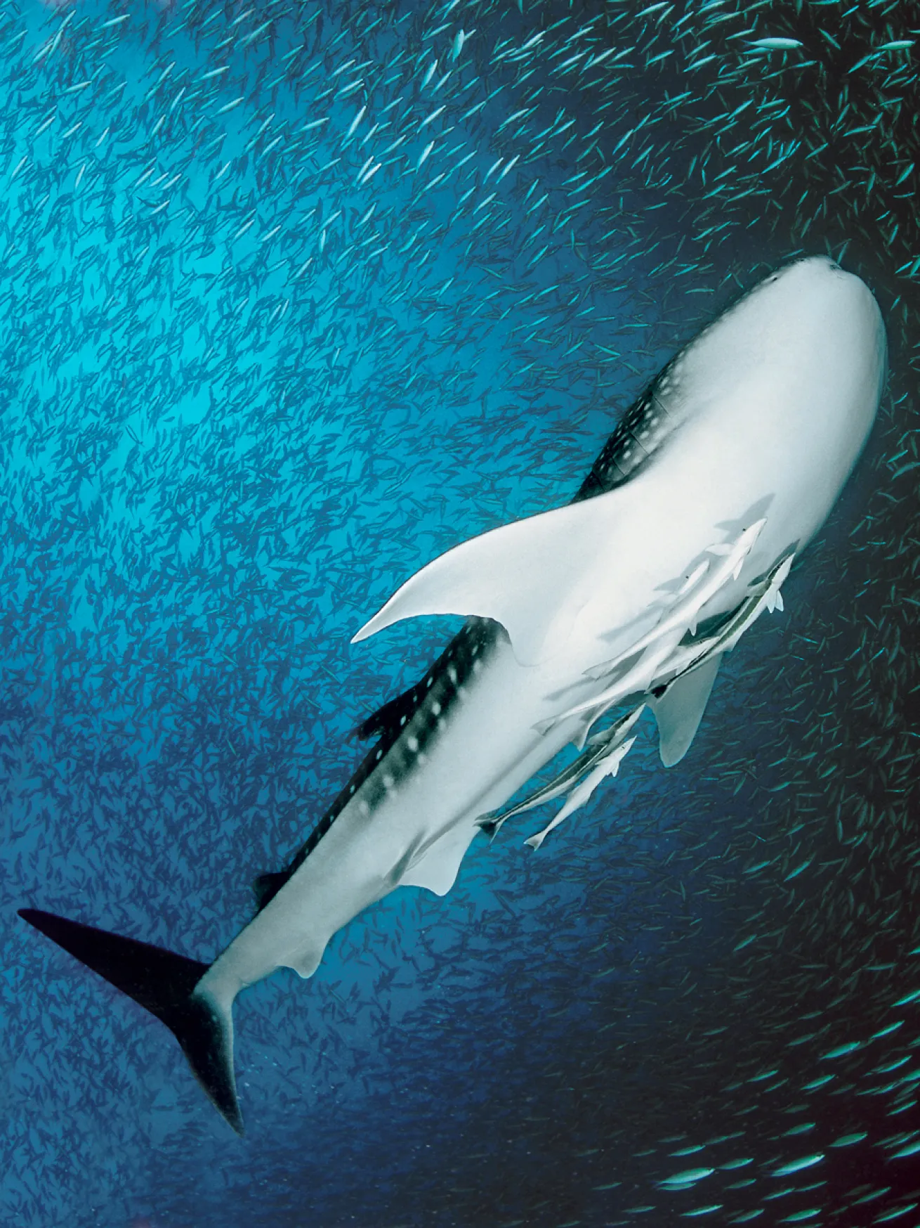 courtesy_four_seasons_resorts_maldives.scubadivingmagazine.april2022