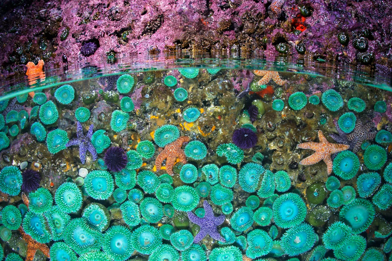 Oregon.TidepoolBrandonCole.ScubaDivingMagazine.2022