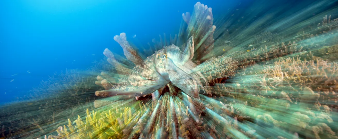 Abstract cuttlefish