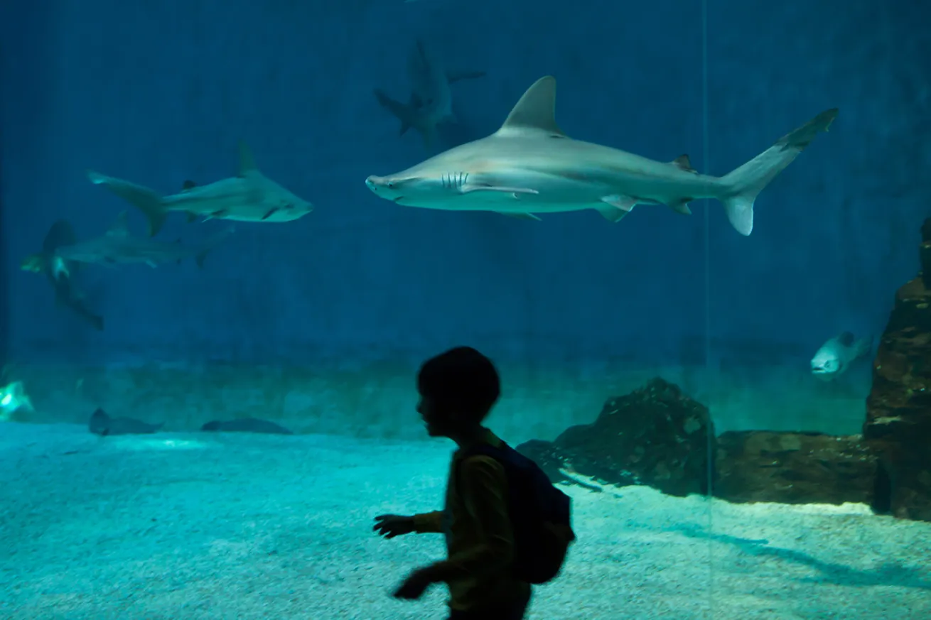 Child with aquarium sandbar sharks