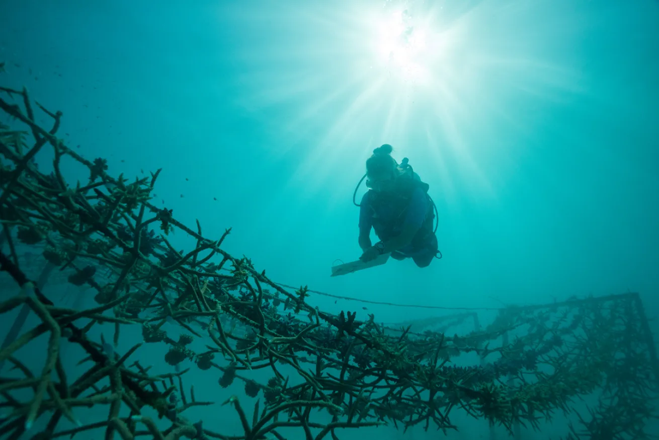Diver over coral outplant string