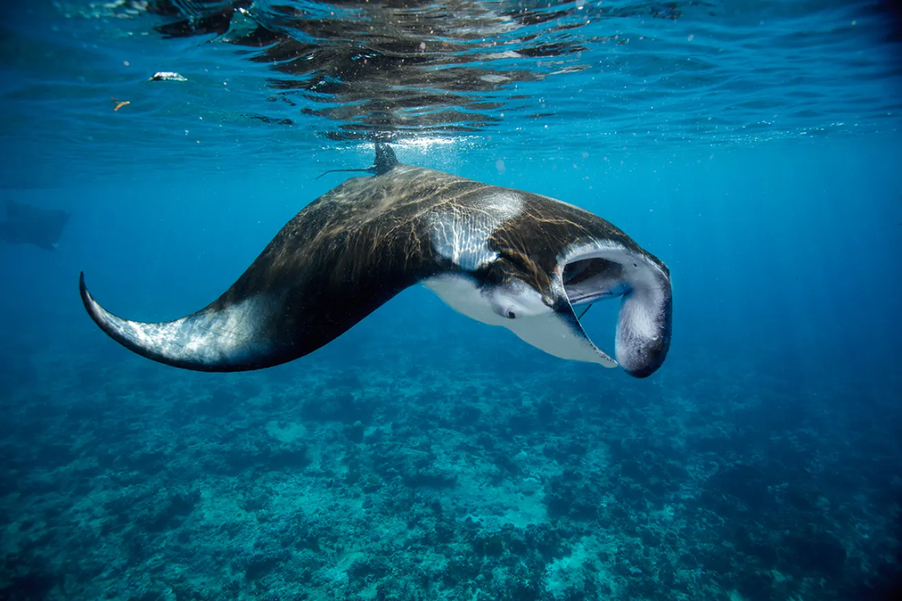 Manta ray