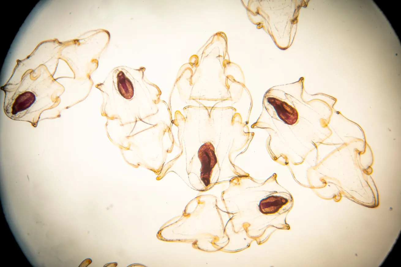 Larvae.DENNIS WISE/UNIVERSITY OF WASHINGTON
