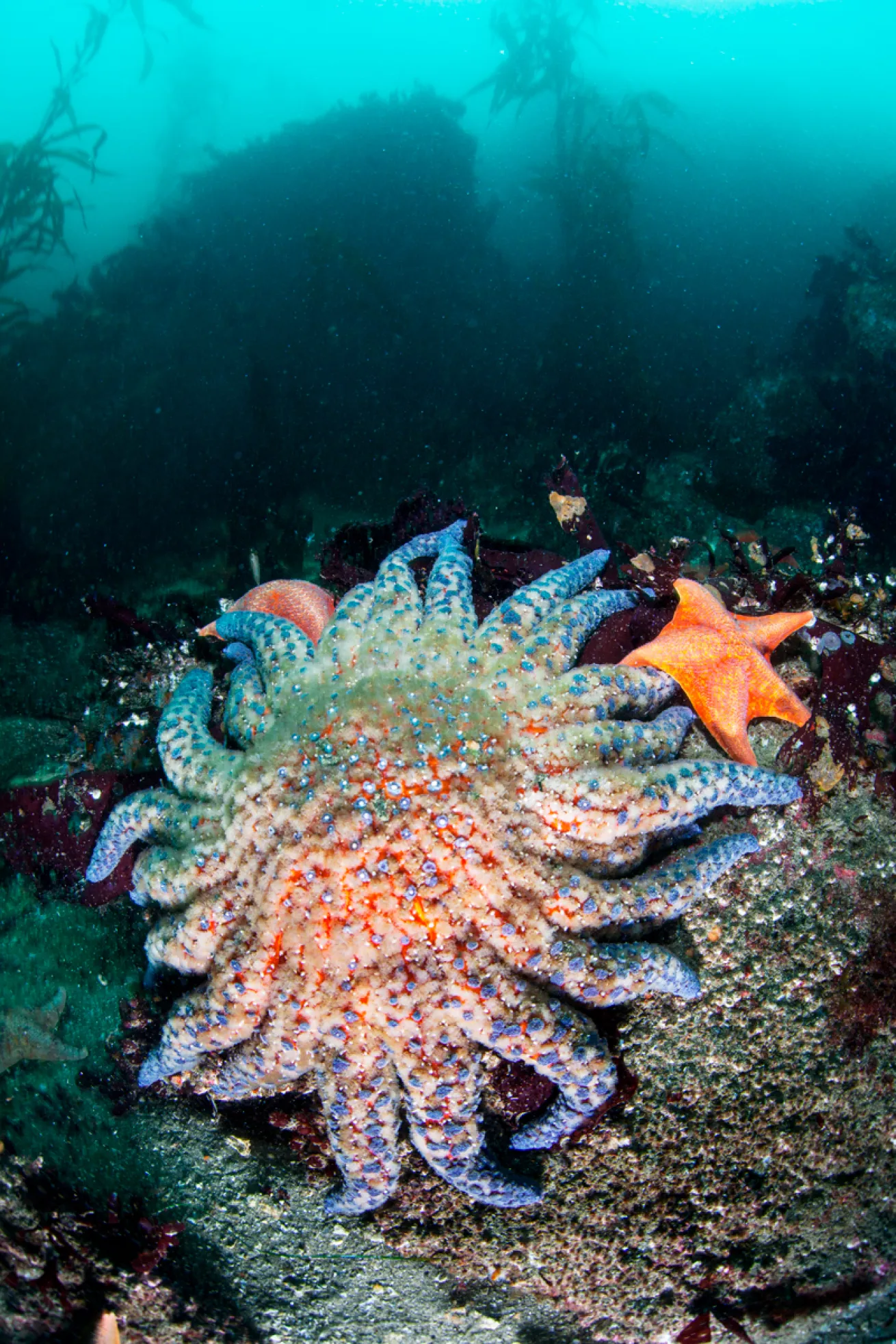 AdultSeaStar.ETHAN DANIELS/SHUTTERSTOCK.COM