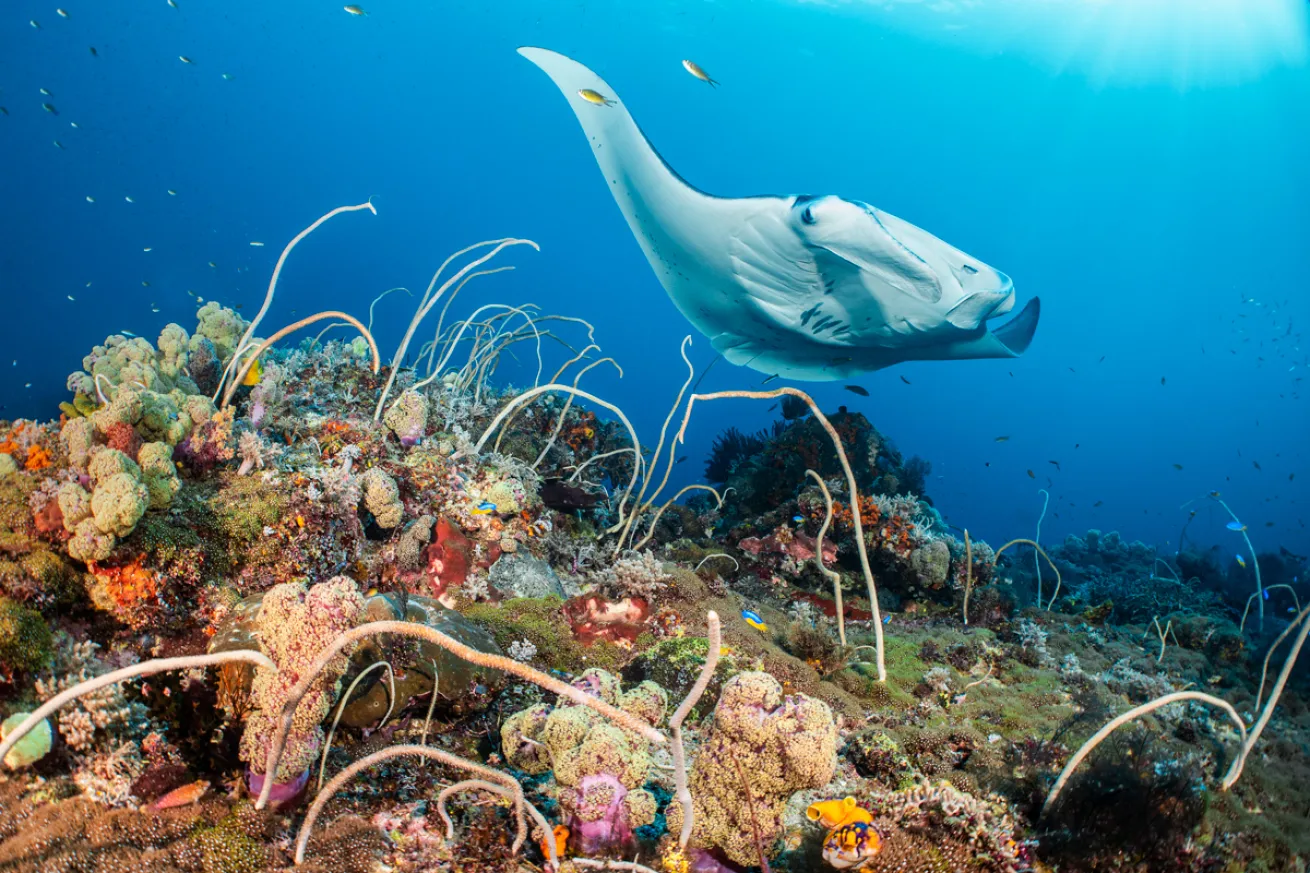 Manta.Raja.ScubaDivingMag.June2022