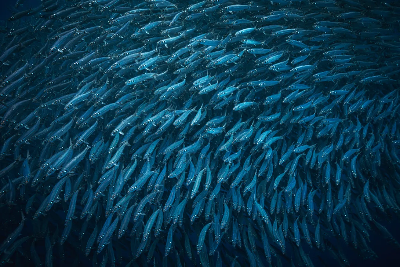 Mackerel baitball