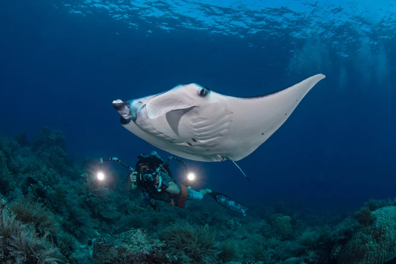 Diver taking a picture of a manta