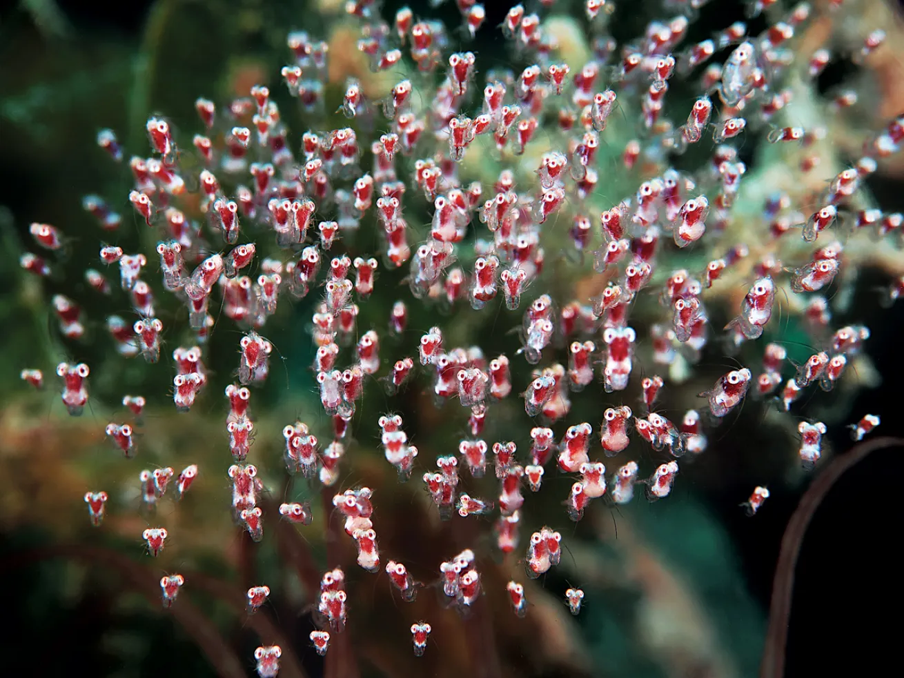 Idiomysis shrimp
