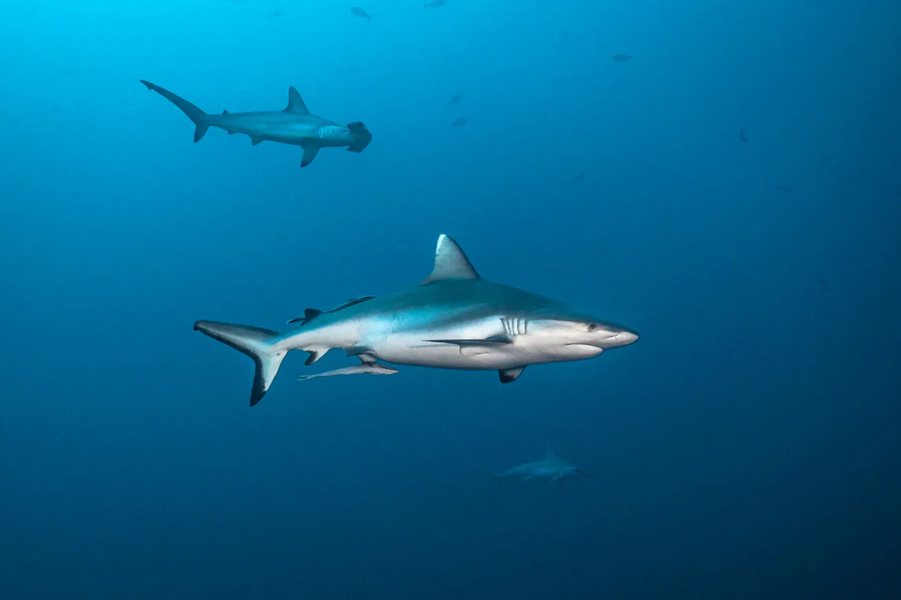 Gray Reef Shark Sudan