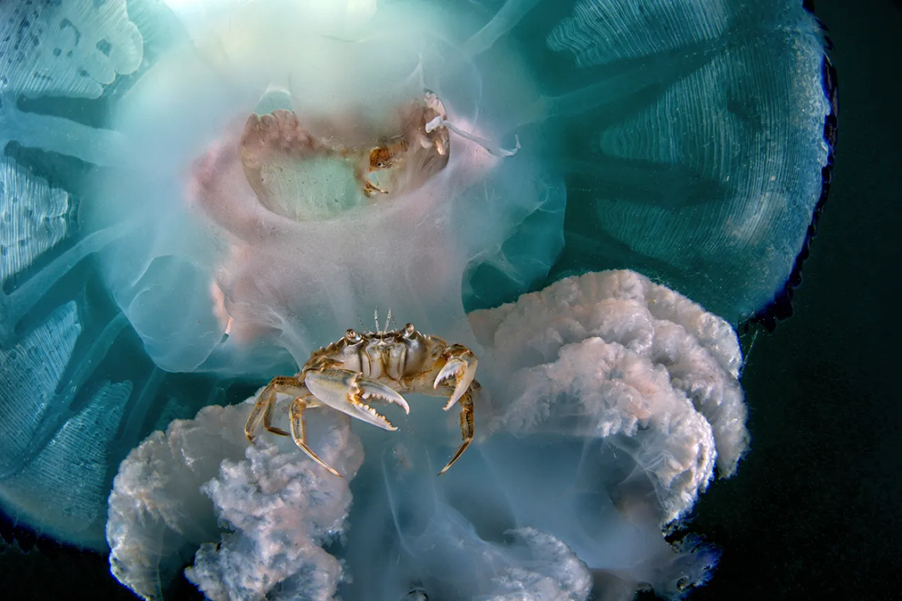 Crabs in jellyfish