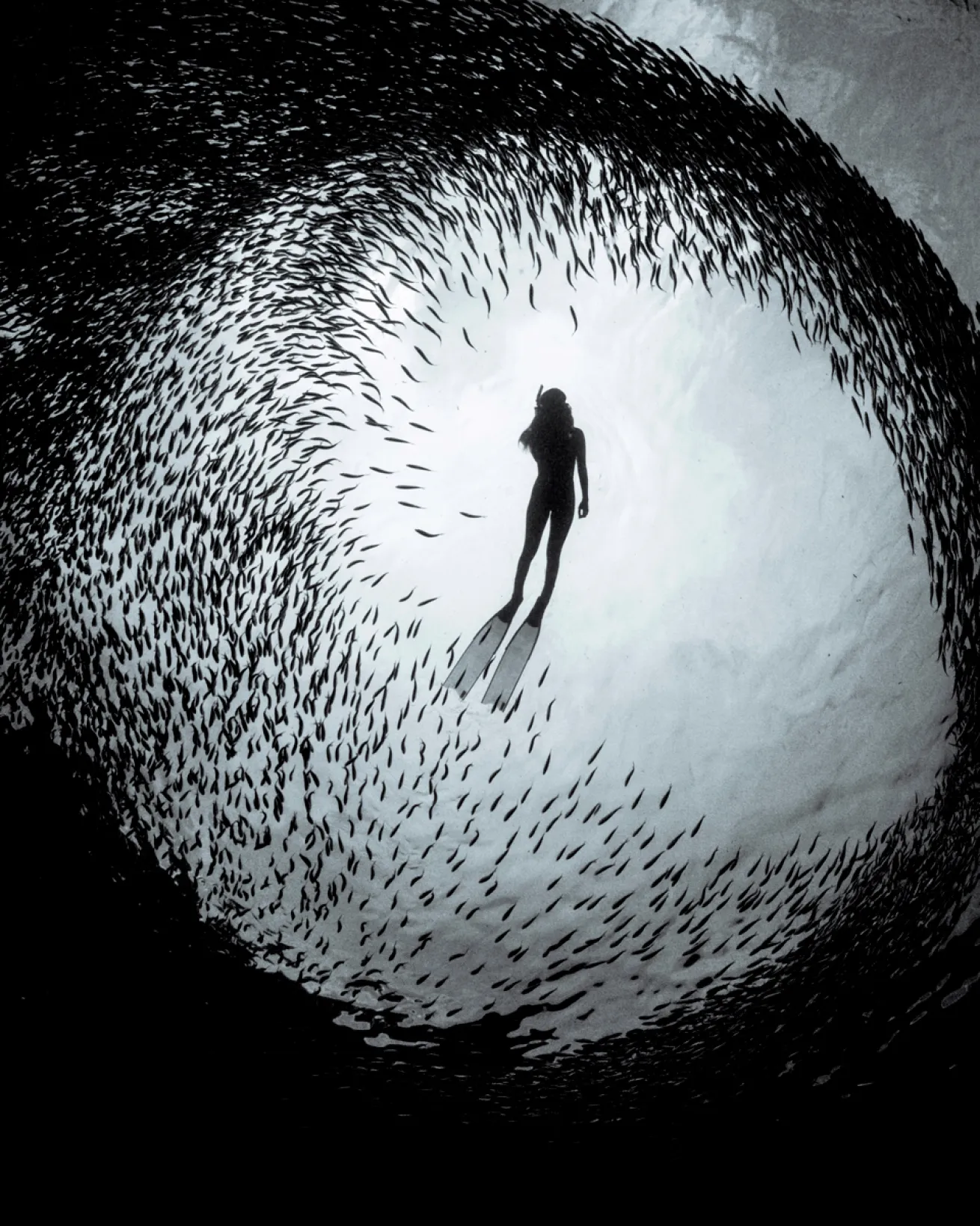 Fish encircle freediver silhouette