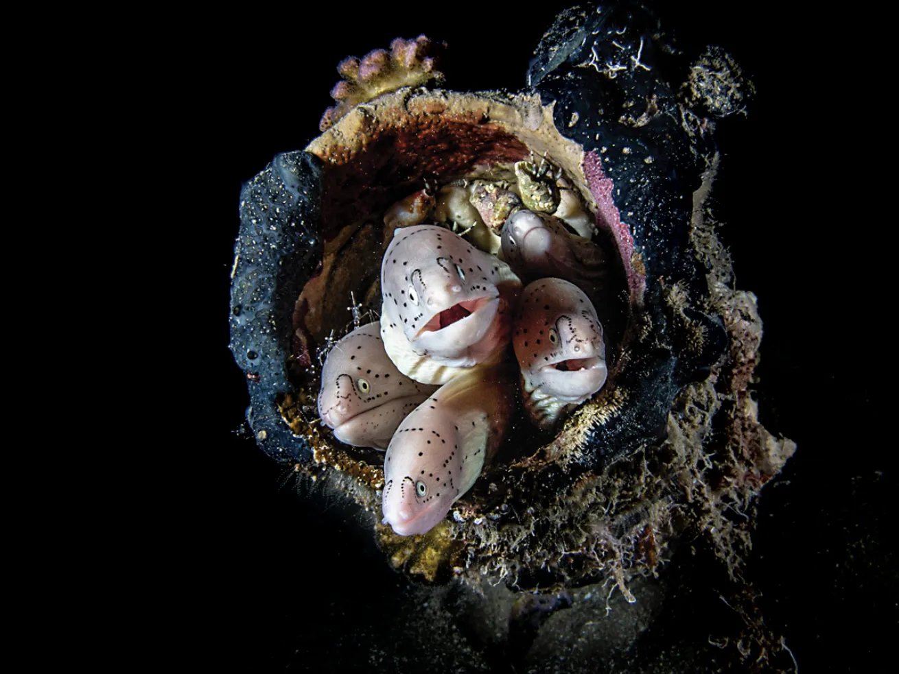 Moray eels huddled