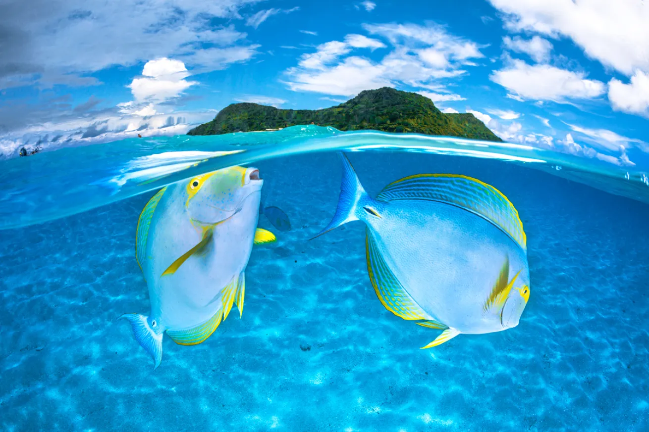 Surgeonfish underover island 