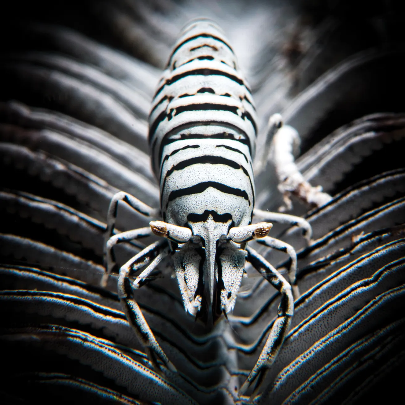 Black and white shrimp