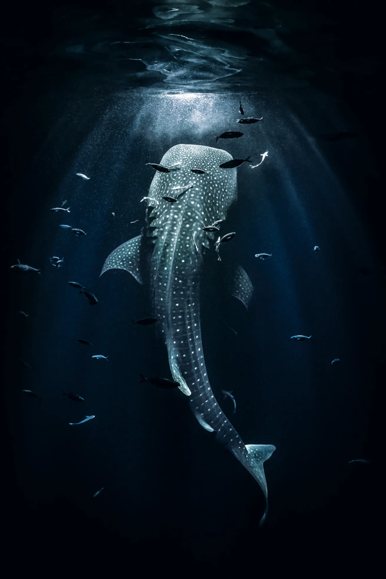 Whale shark night feeding