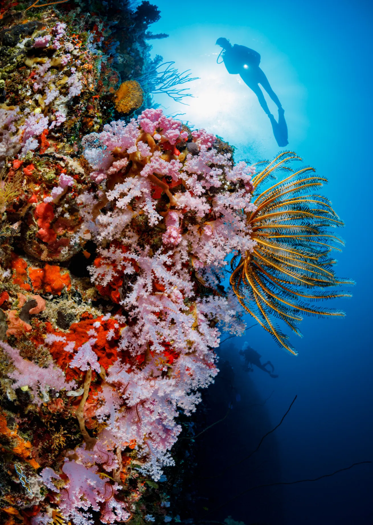 CoralReef.BrandonCole.ScubaDivingMag