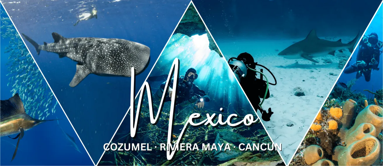 Pro Dive International/ Nowak (sailfish)/ Sandoval (whale shark)/ Poelzer (cenote)/ Segal (bull shark)/ Cohen (Cozumel)