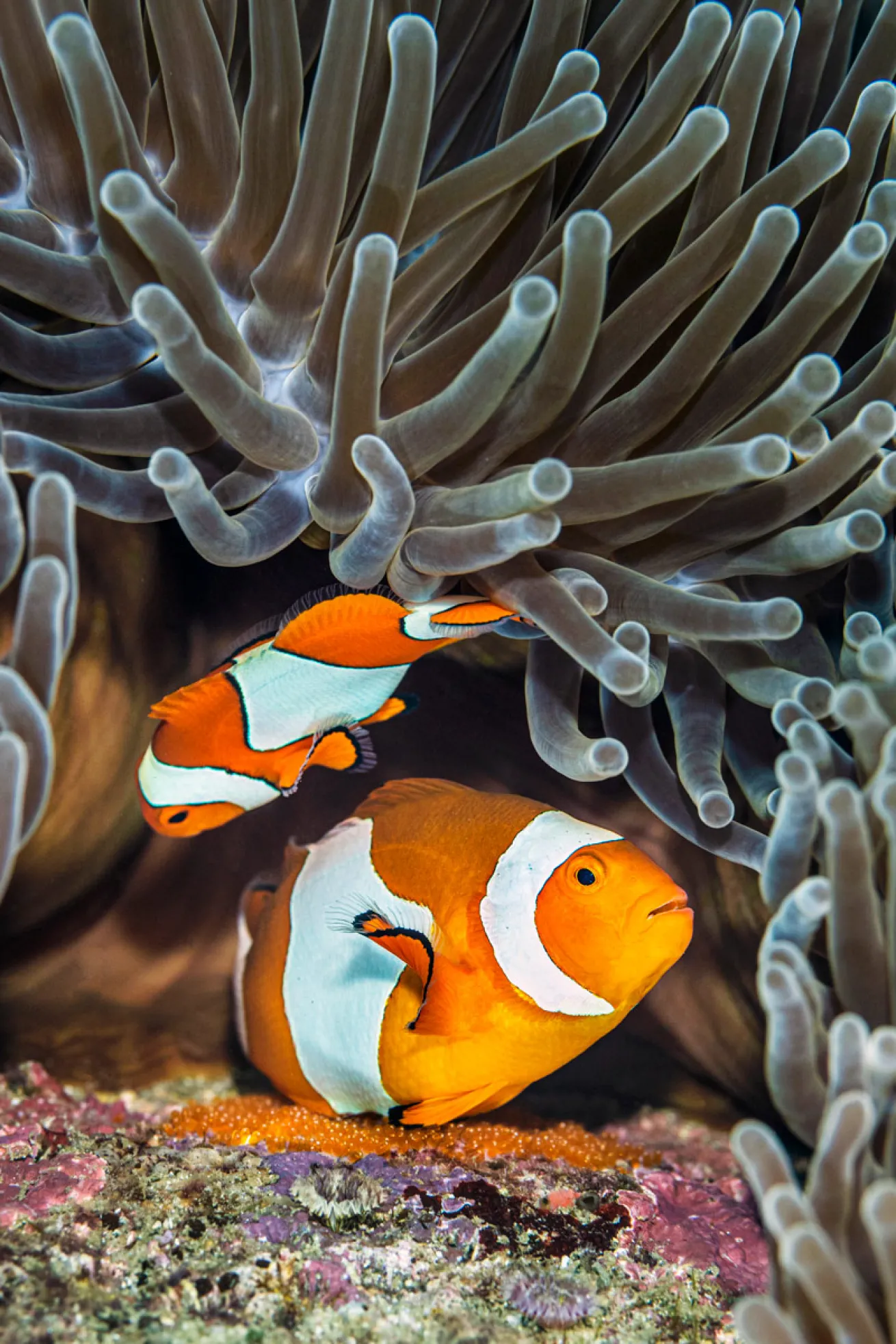  female clownfish lays orange eggs