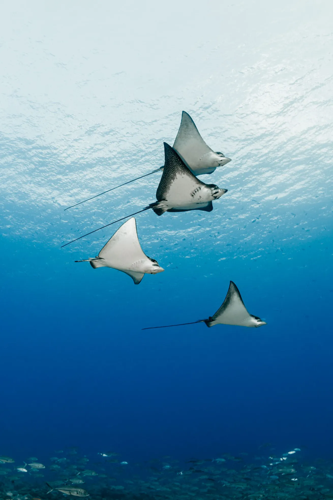 Eagle rays