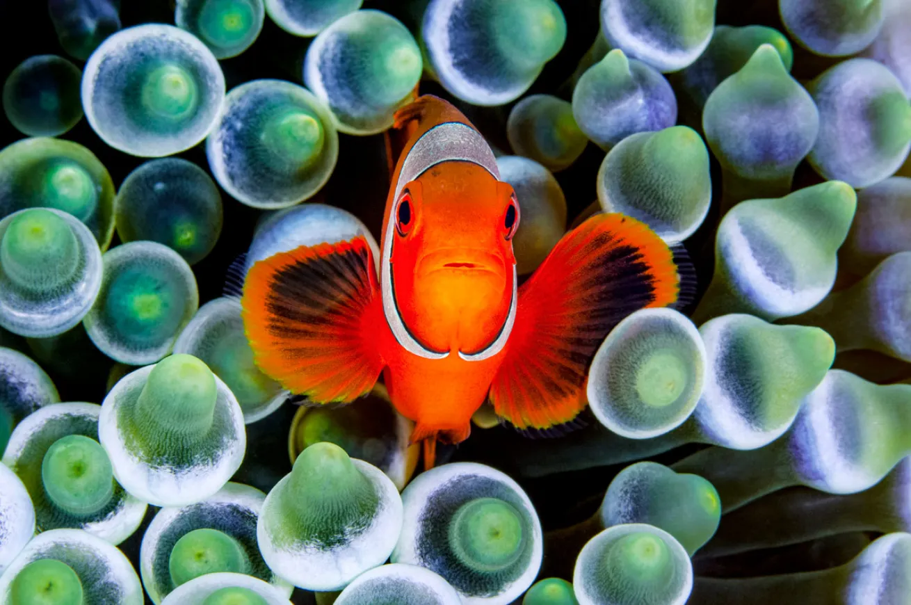 male spinecheek anemonefish and a bubble-tip anemone