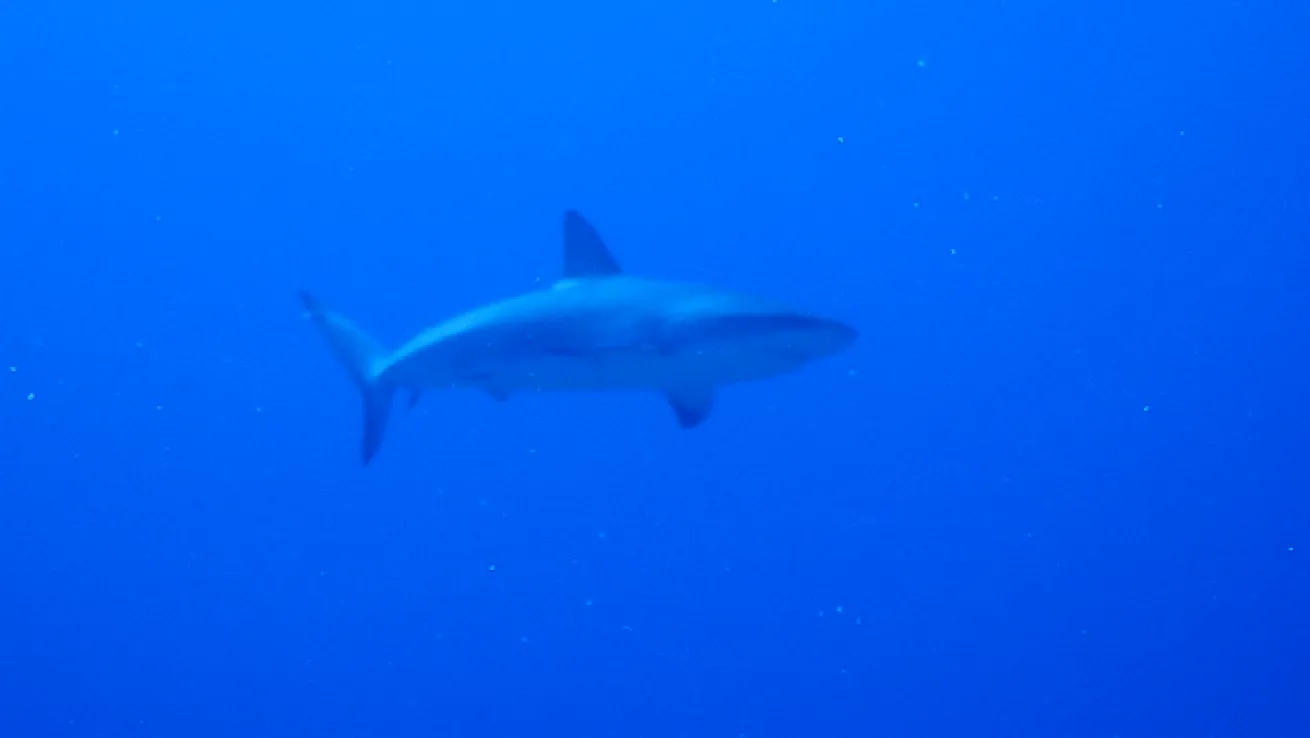 Blacktip reef shark swimming by