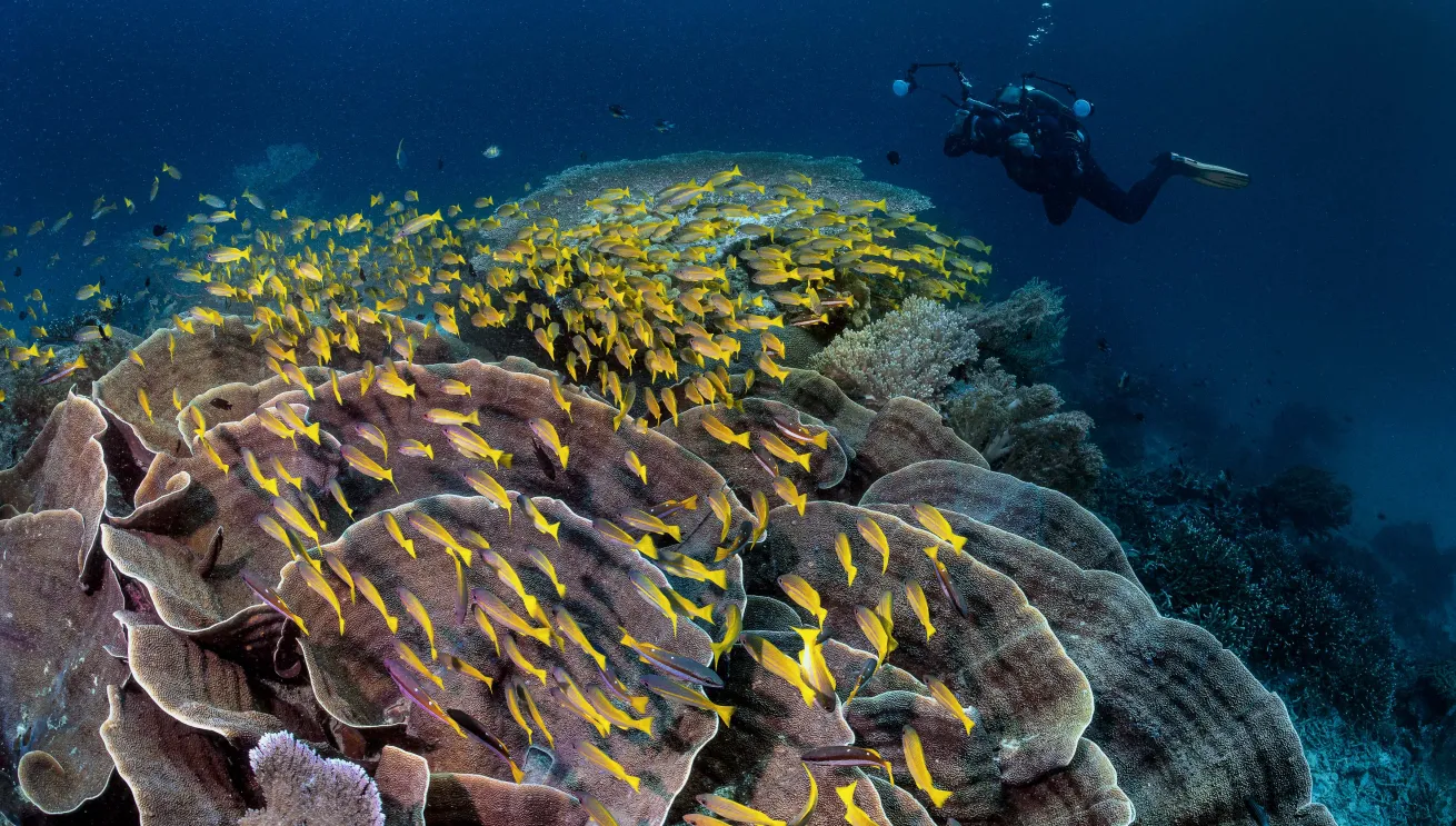 Diver photographing yellow fish swimming over coral