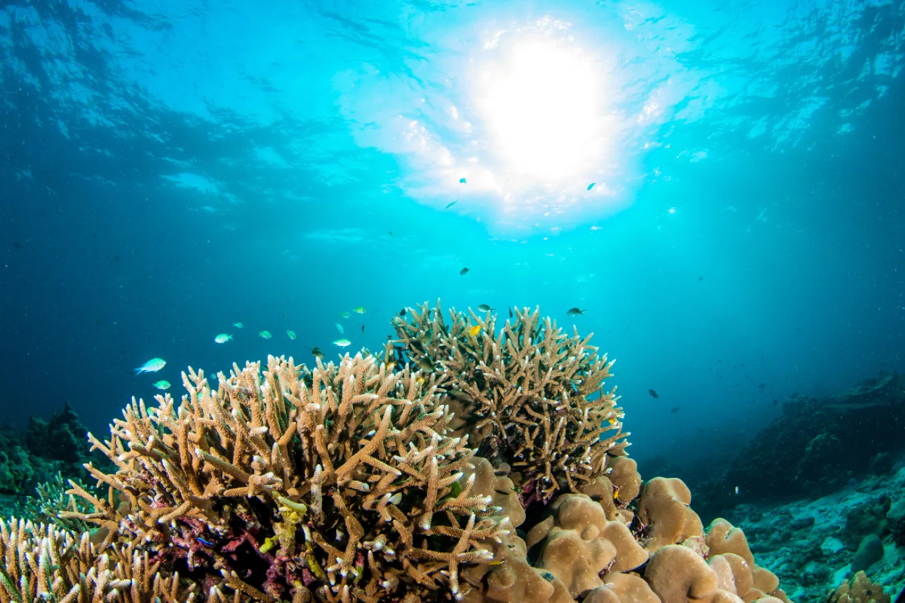 Coral reef in Thailand