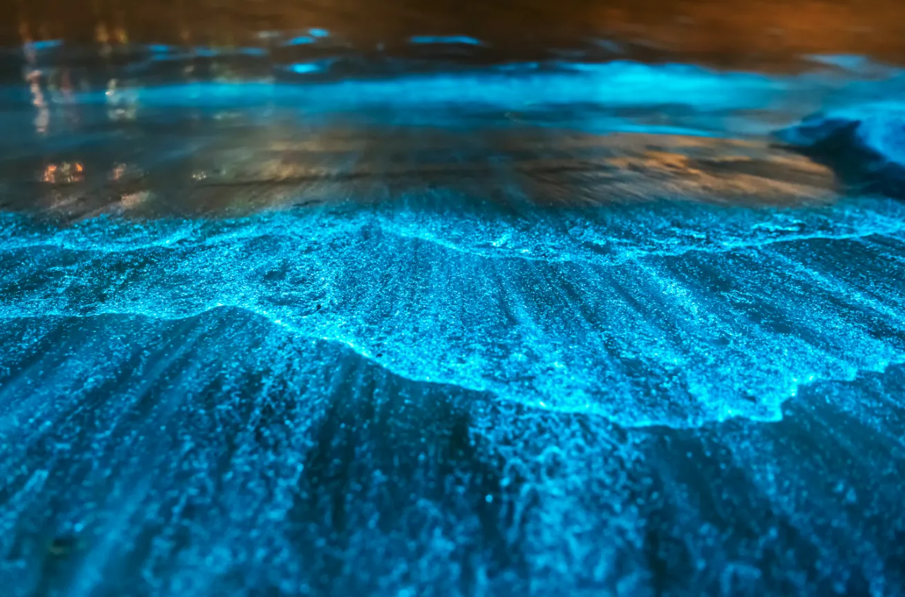 Bioluminescene at night in Jervis Bay, Australia