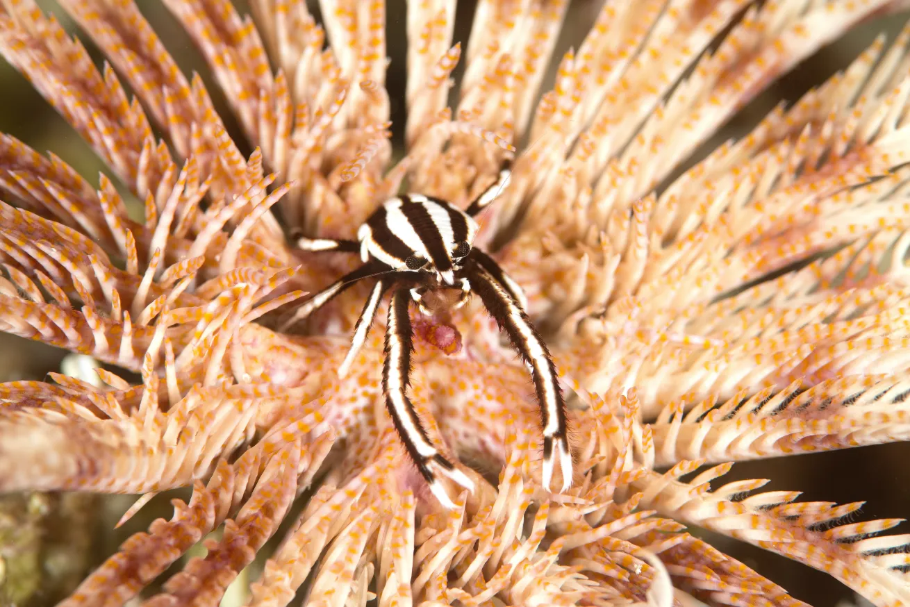 squat lobster