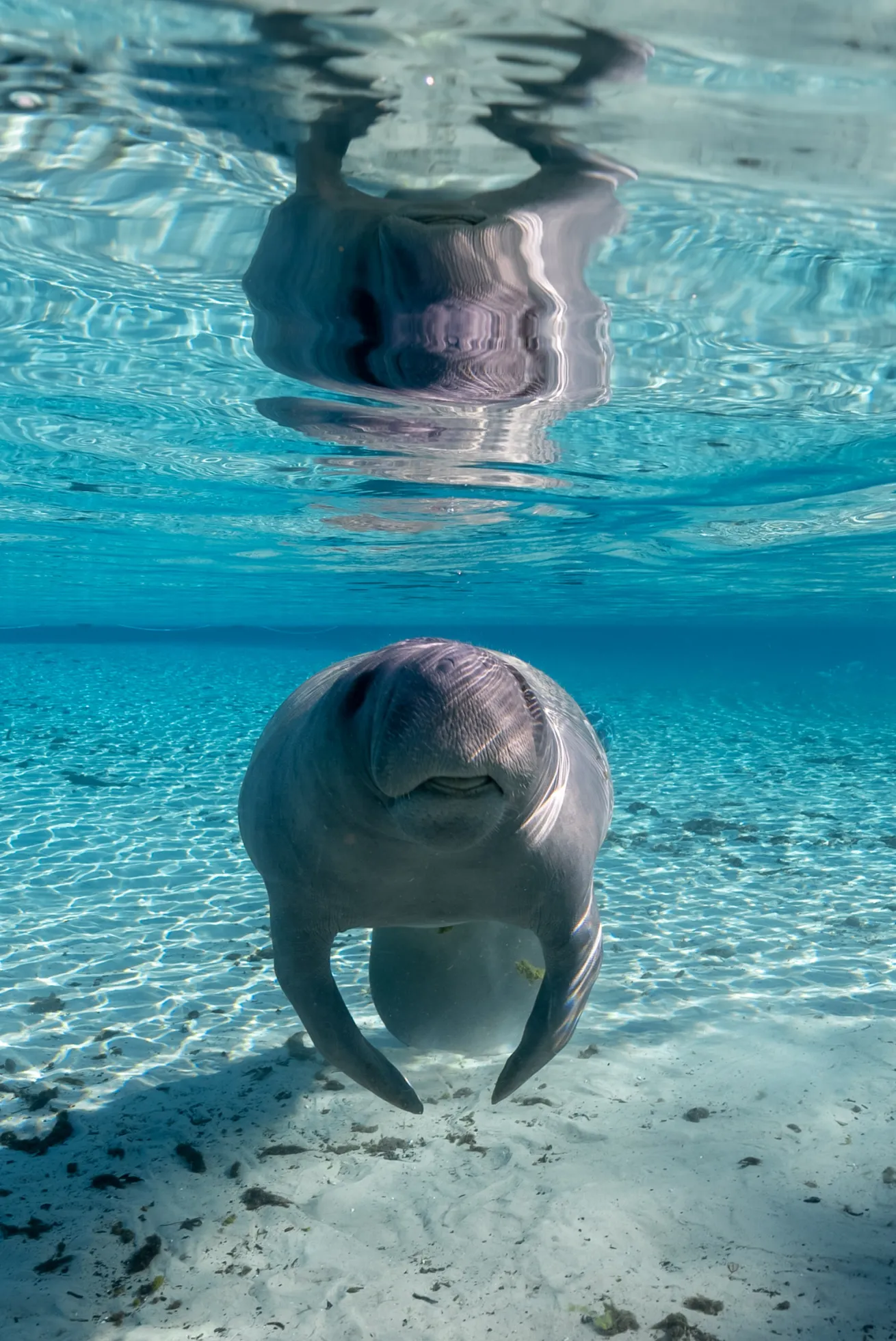 Manatee