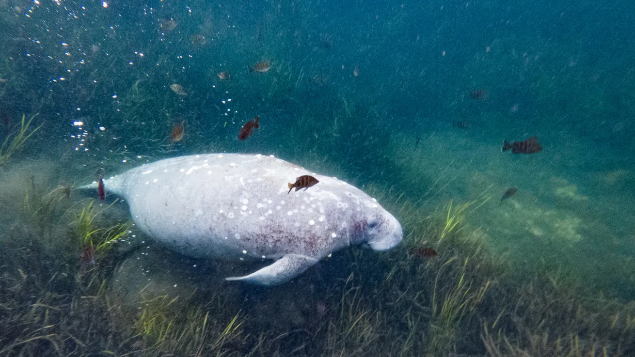Manatee