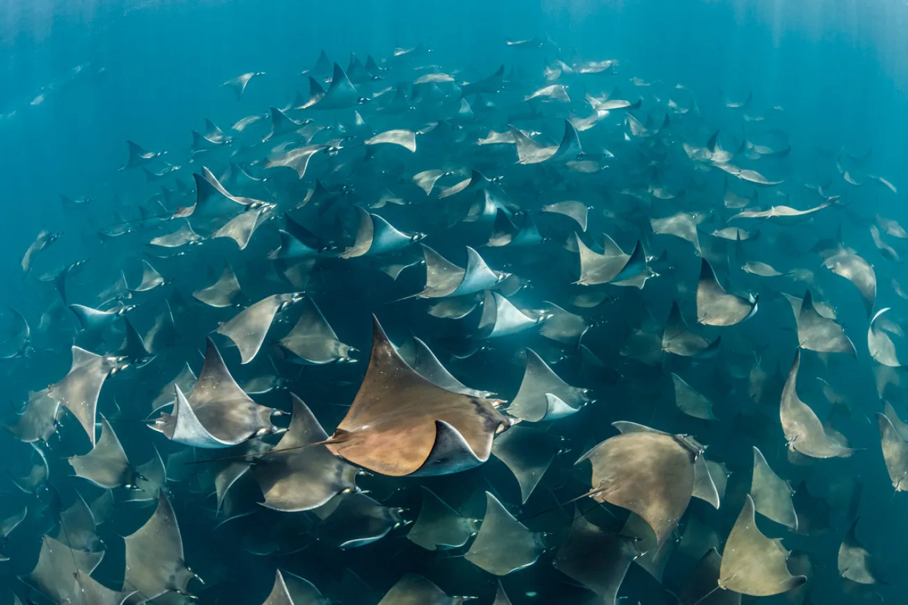 school of mobula rays swimming together