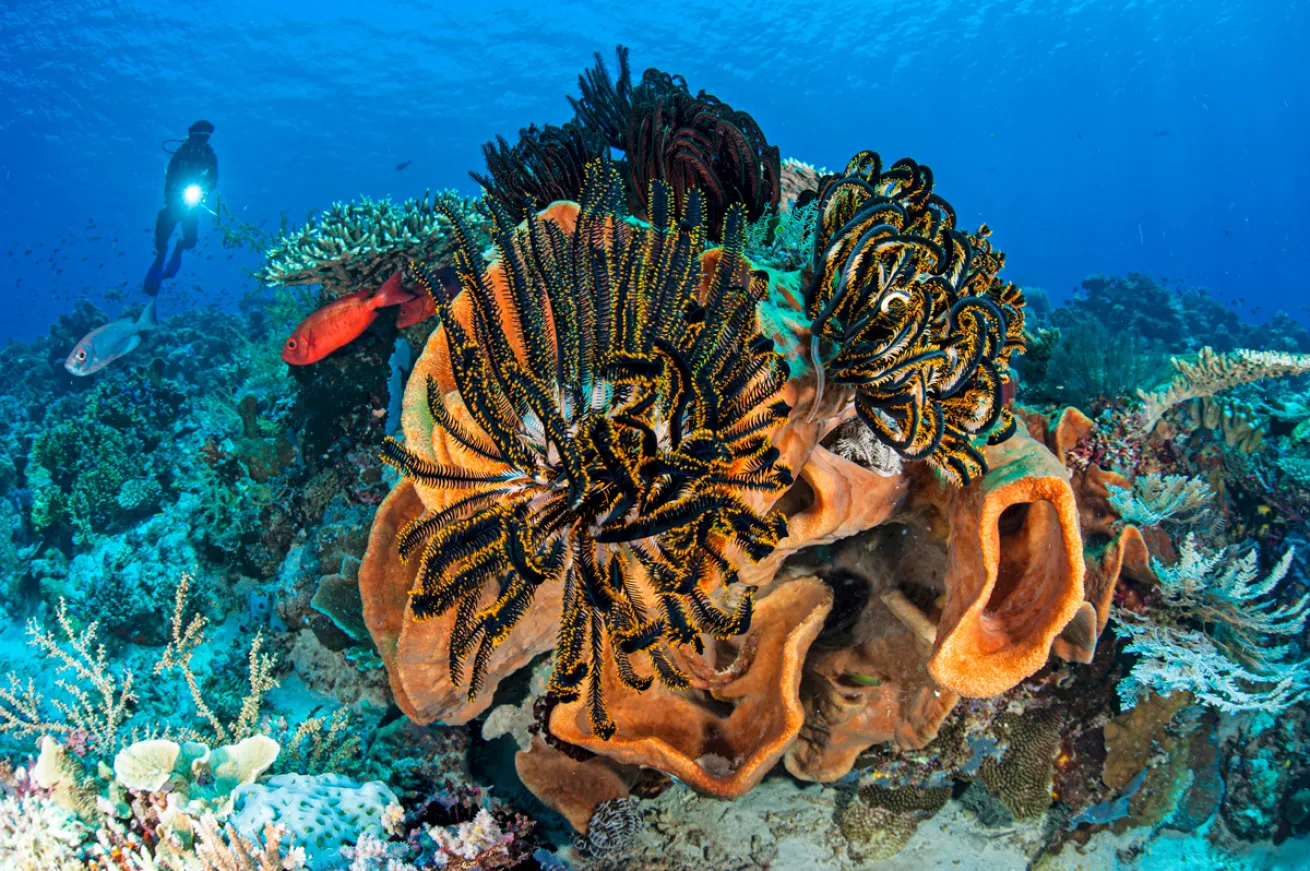 A diver inspects massive sponges and reef life at a site in Indonesia’s Komodo National Park.