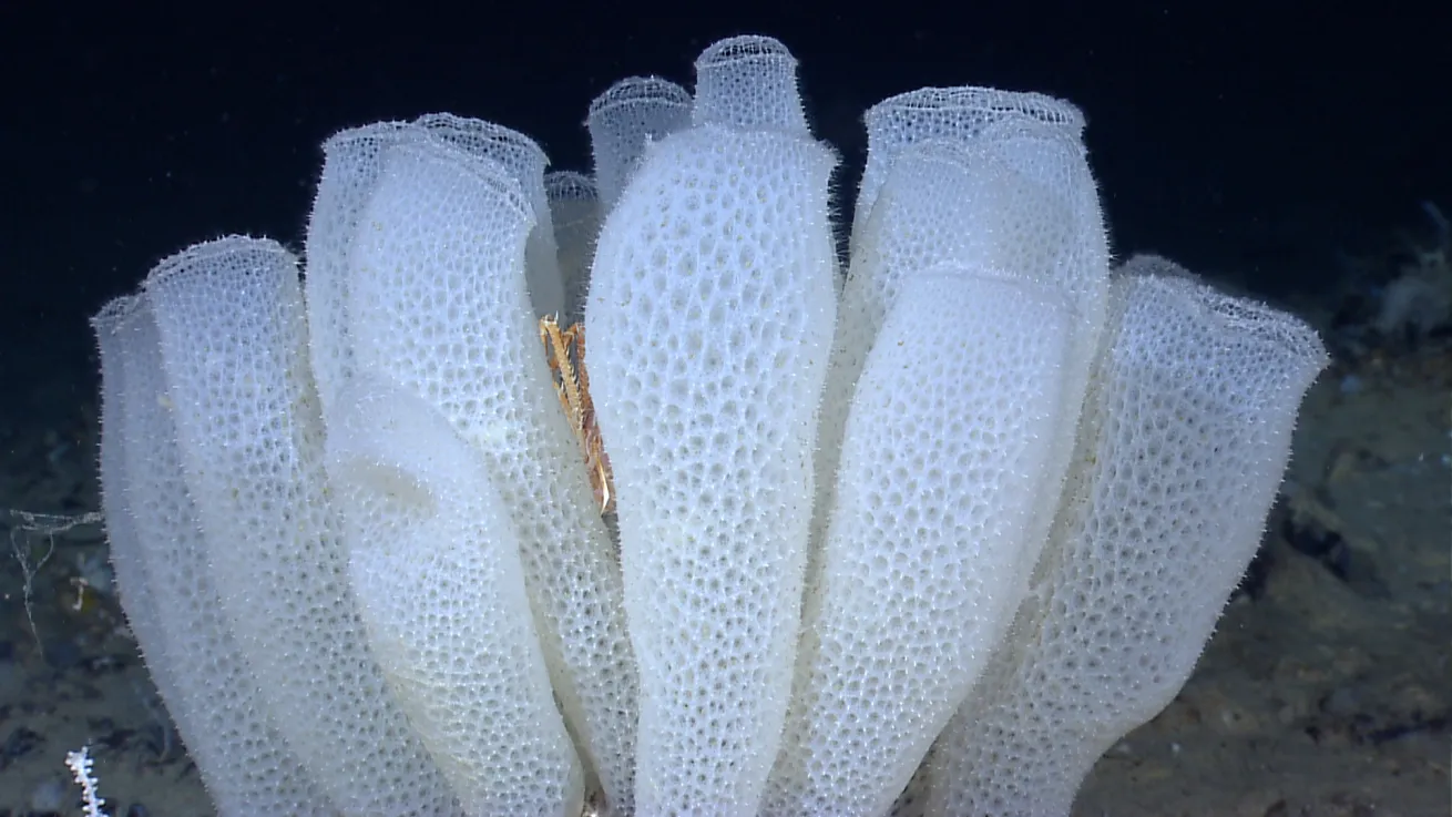 The Spectacular World of Sponges | Scuba Diving
