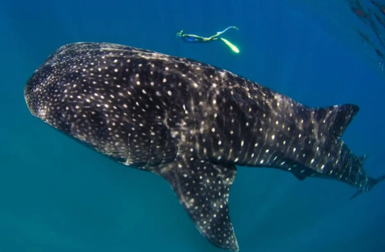 whale shark, Cabo San Sebastian, Mozambique