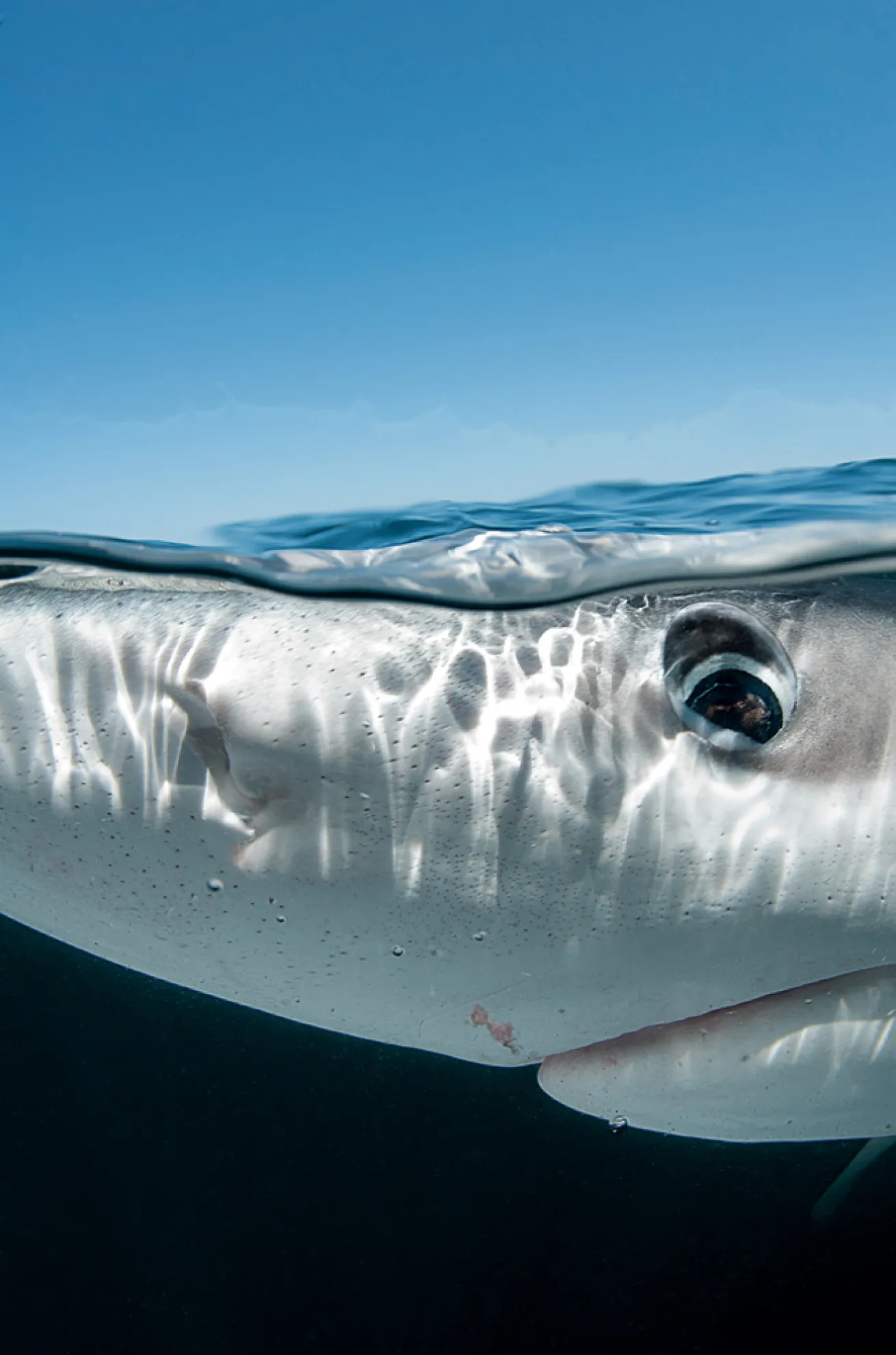 advanced scuba diving destinations 